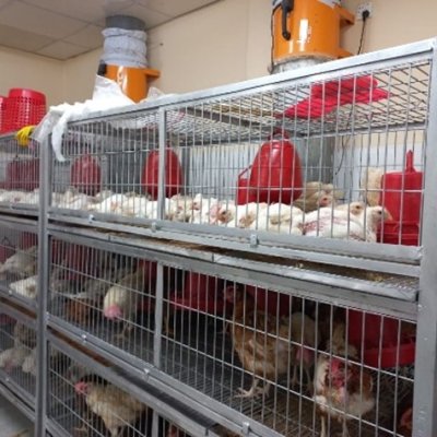 Chickens in 3-tiered cages indoors at a market